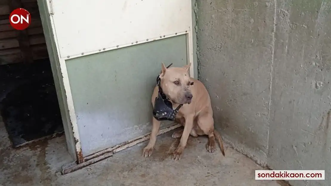 Bu köpekleri besleyenler dikkat