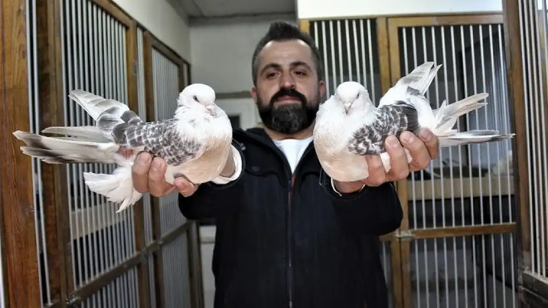 Bu kuşların güzelliği 100 bin lira ediyor