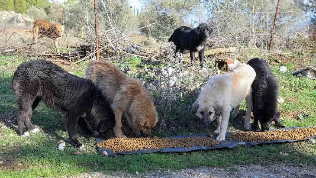 Buca'da kırsaldaki sokak hayvanlarına mama desteği