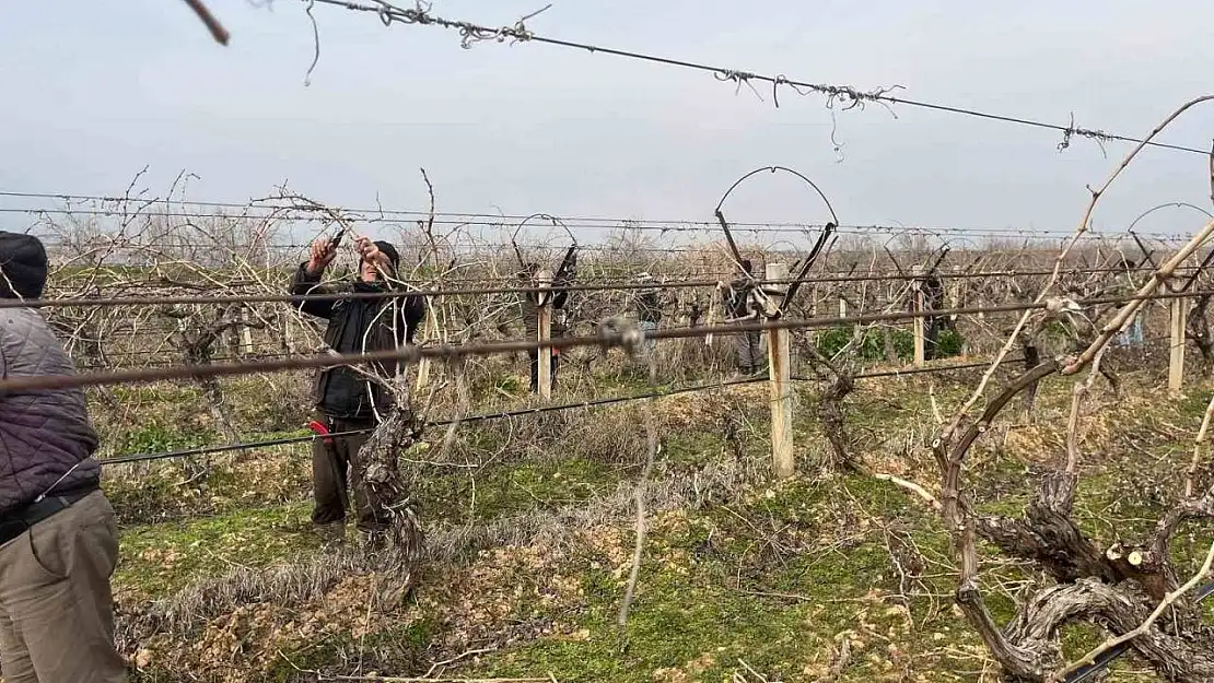 Budanan asmalardan kesilen çubuklar gübreye dönüşüyor