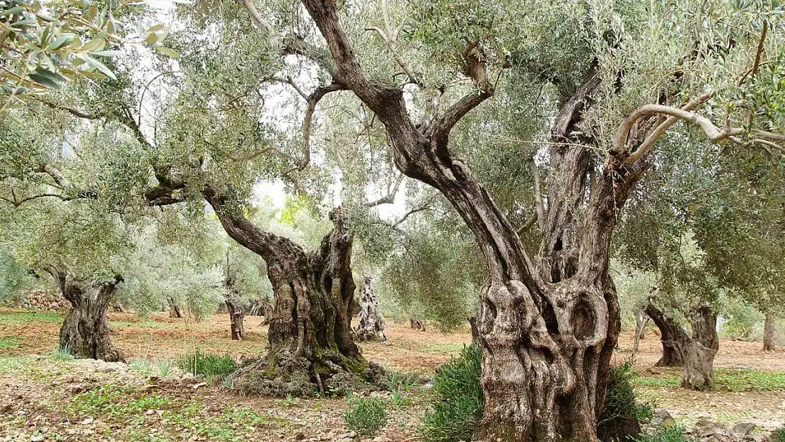 Bugün tüm dünya da 'Zeytin Ağacı Günü' kutlanıyor