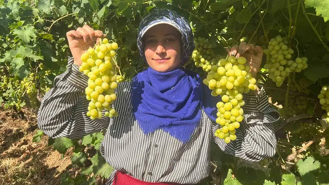 Buldan'ın meşhur üzümü Avrupa ve Arap ülkelerinden talep alıyor