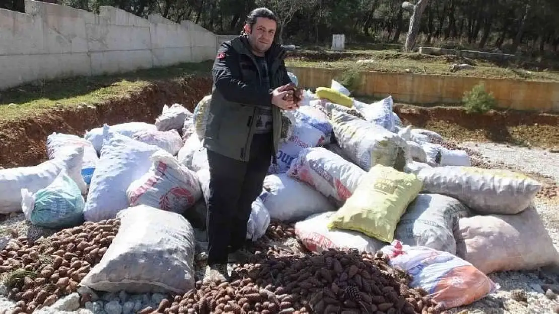 Burhaniye'de ormanlarda gençleştirme yapılıyor