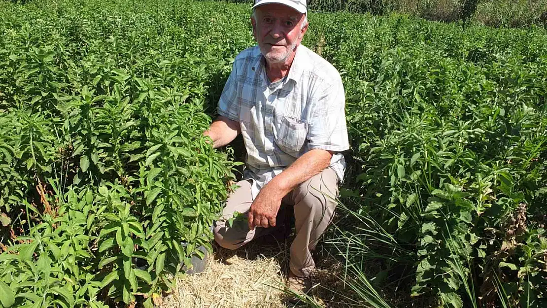 Burhaniye Stevia üretim merkezi oldu