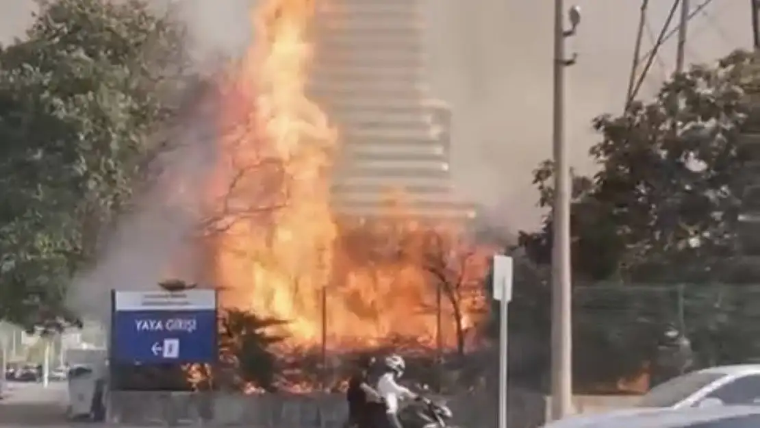 Bursa'da AVM bahçesinde yangın: Ağaçlık alan alev alev yandı