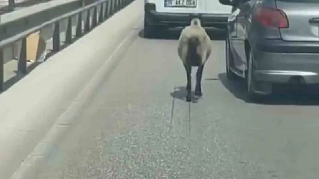 Bursa'da firar eden koyun, trafiği alt üst etti