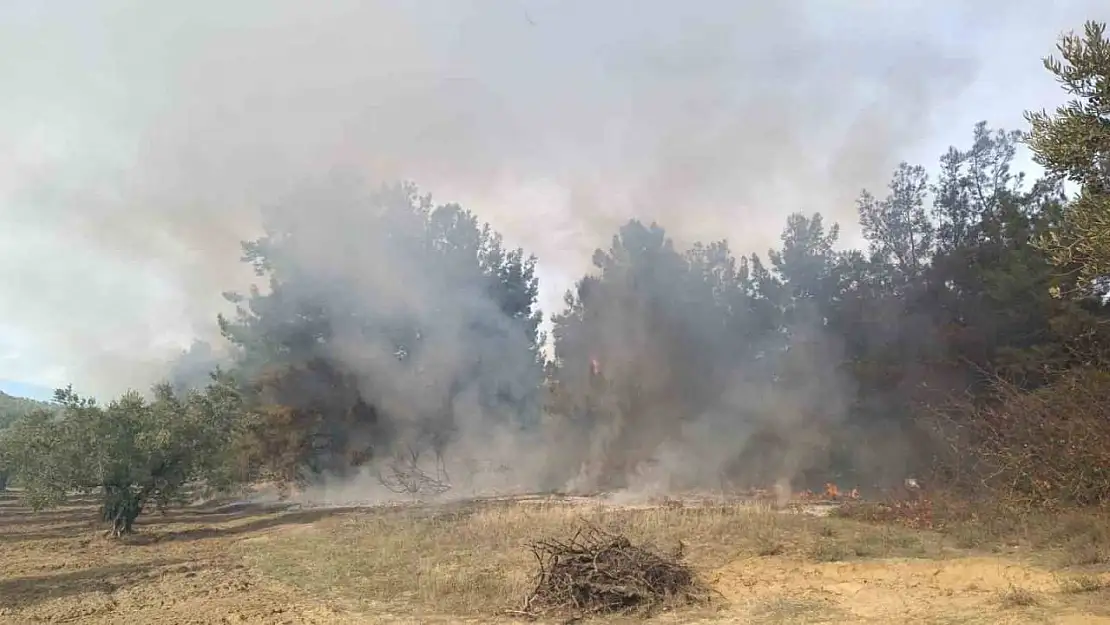 Bursa'da korkutan orman yangını