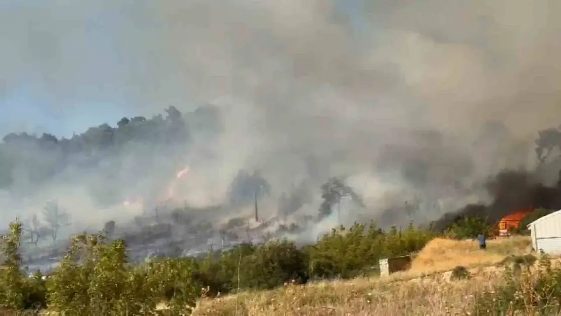 Bursa'da orman yangını