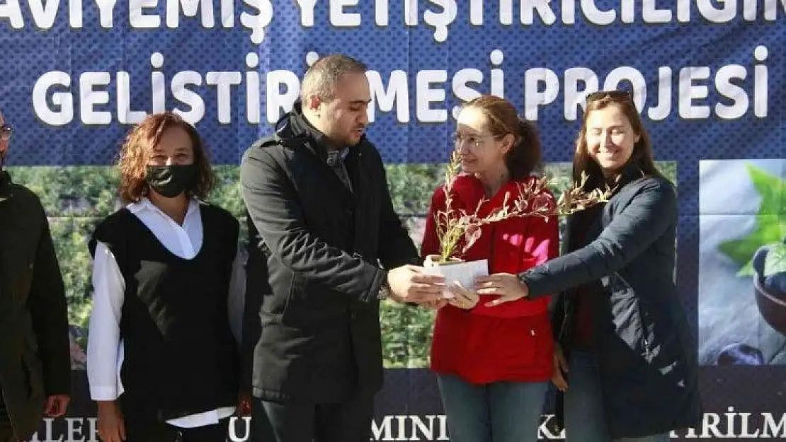 Bursa'da üreticilere 'mavi yemiş' fidanı dağıtıldı