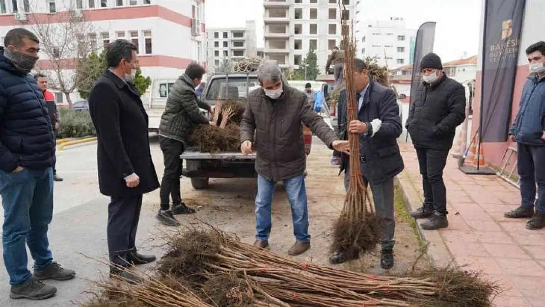 Büyükşehir Belediyeden üreticilere meyve fidanı desteği