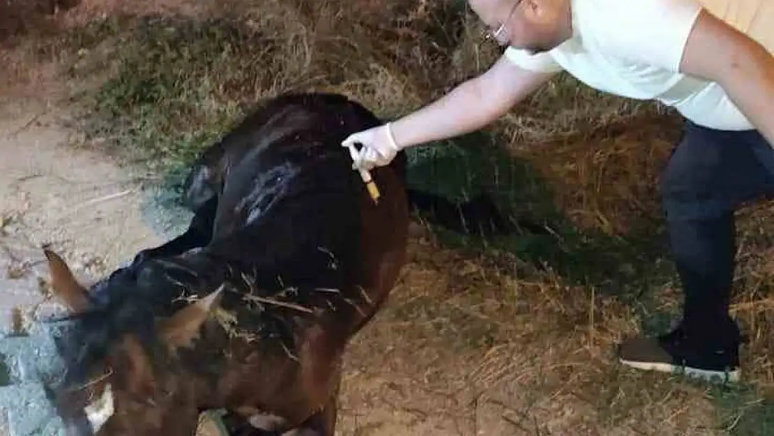 Büyükşehirden yılkı atına 5 saat süren tedavi