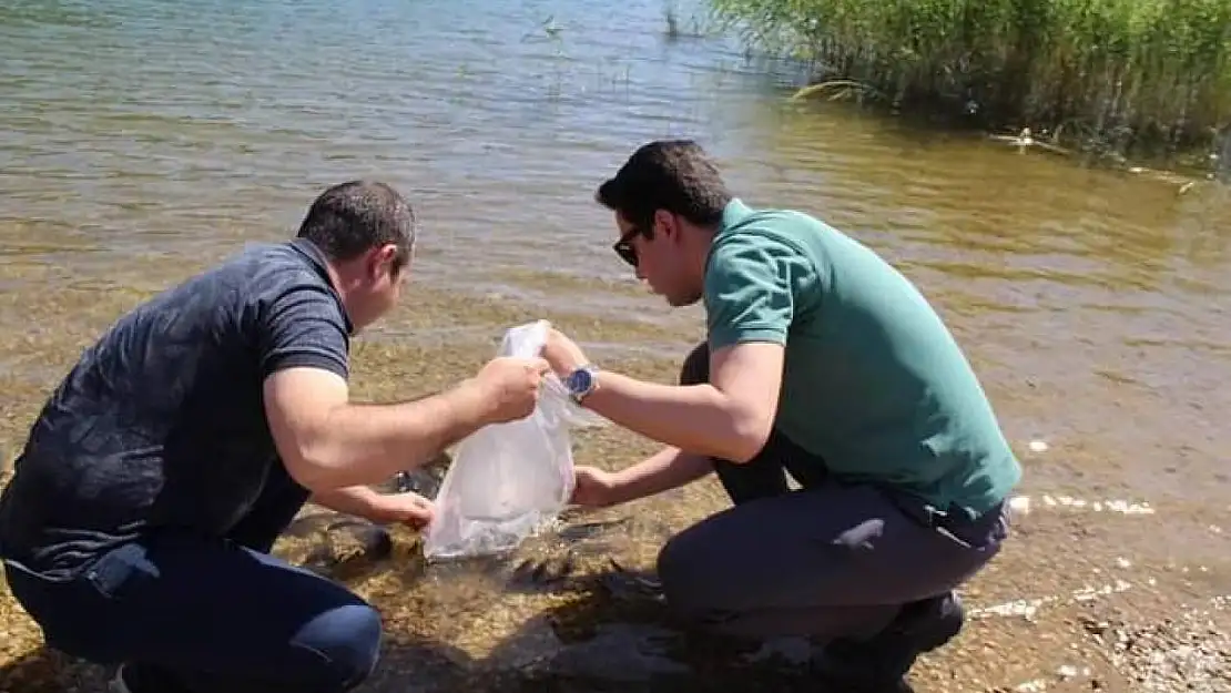 Çal Kaplanlar Göledine 20 bin sazan yavrusu bırakıldı