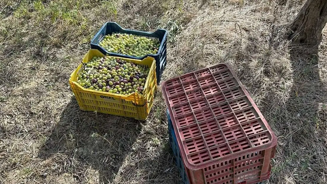 Çaldığı zeytinlerle suçüstü yakalandı