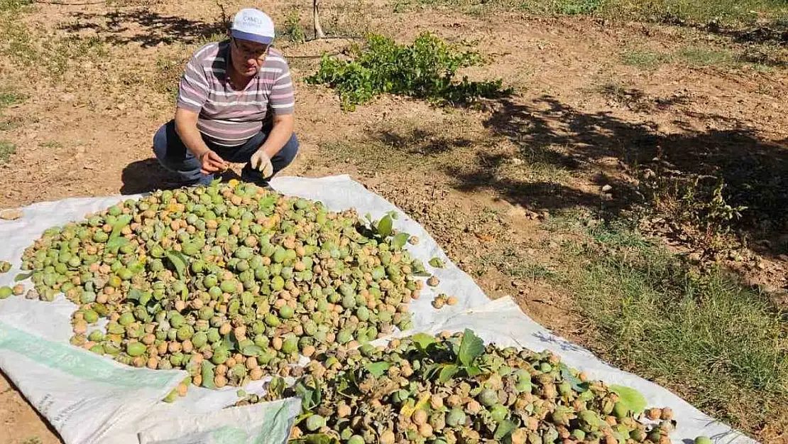 Çameli'de 2024 sezonu ceviz hasadı başladı