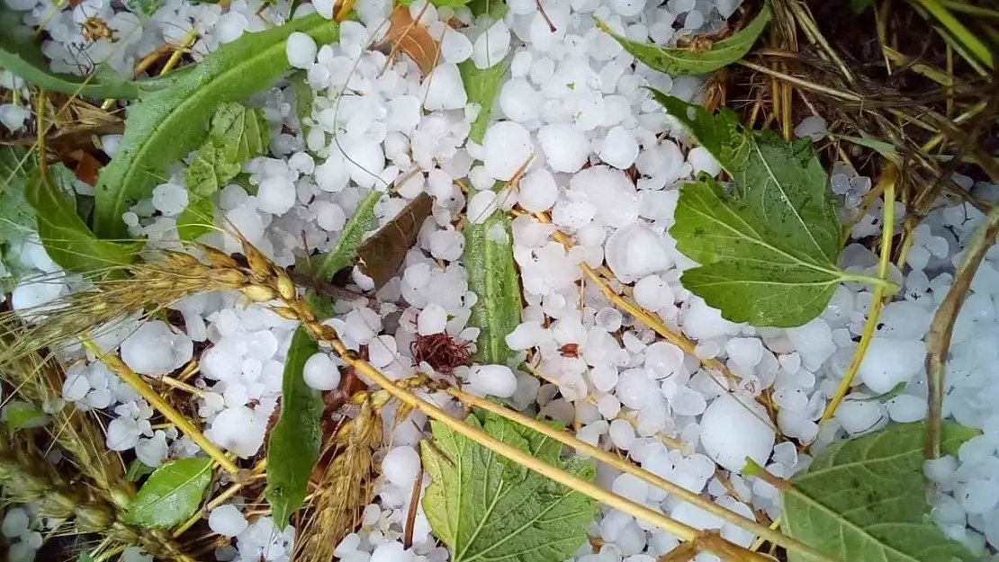 Çameli'nde şiddetli dolu ekili arazilere zarar verdi