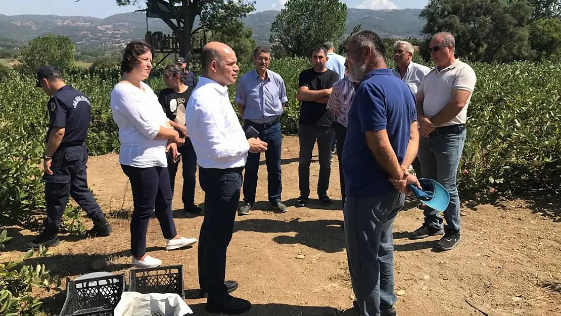 Çan Kaymakamı Dr. Nebioğlu Aronya Tarlasını Gezdi