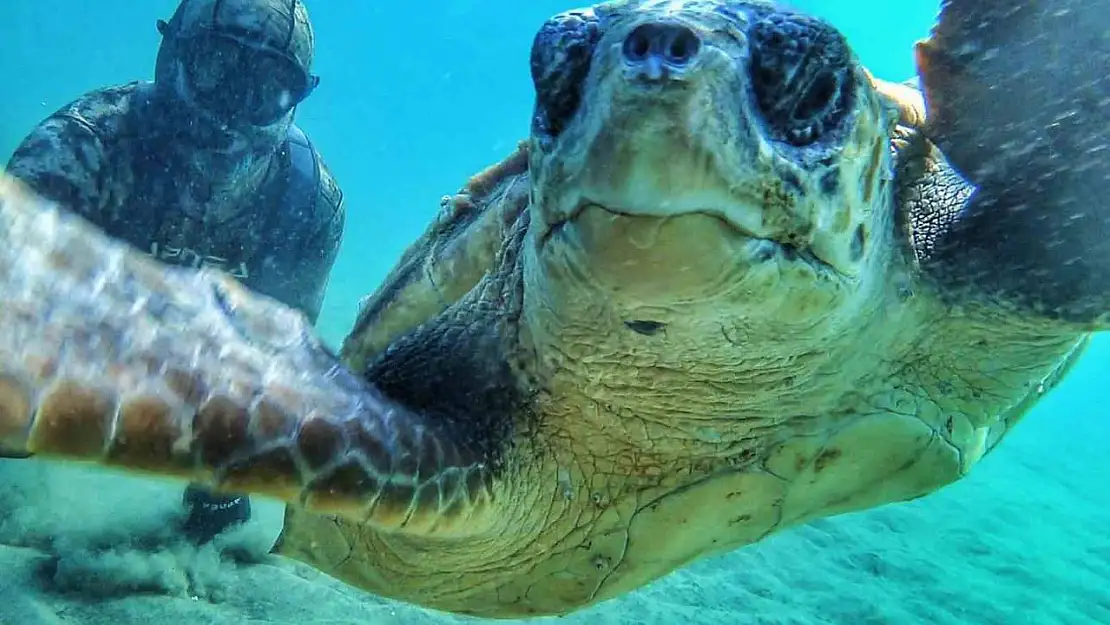 Çanakale Boğazı'nda caretta caretta ile selfie