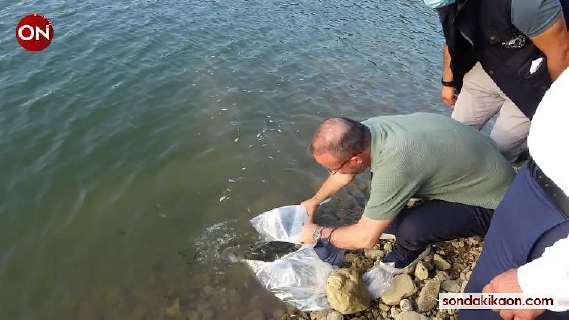 Çanakkale'de 250 bin pullu sazan balığı yavrusu göletlere bırakıldı