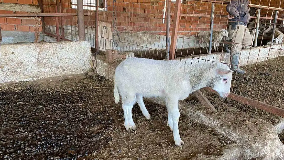 Çanakkale'de Kuzu 5 Ayaklı Doğdu