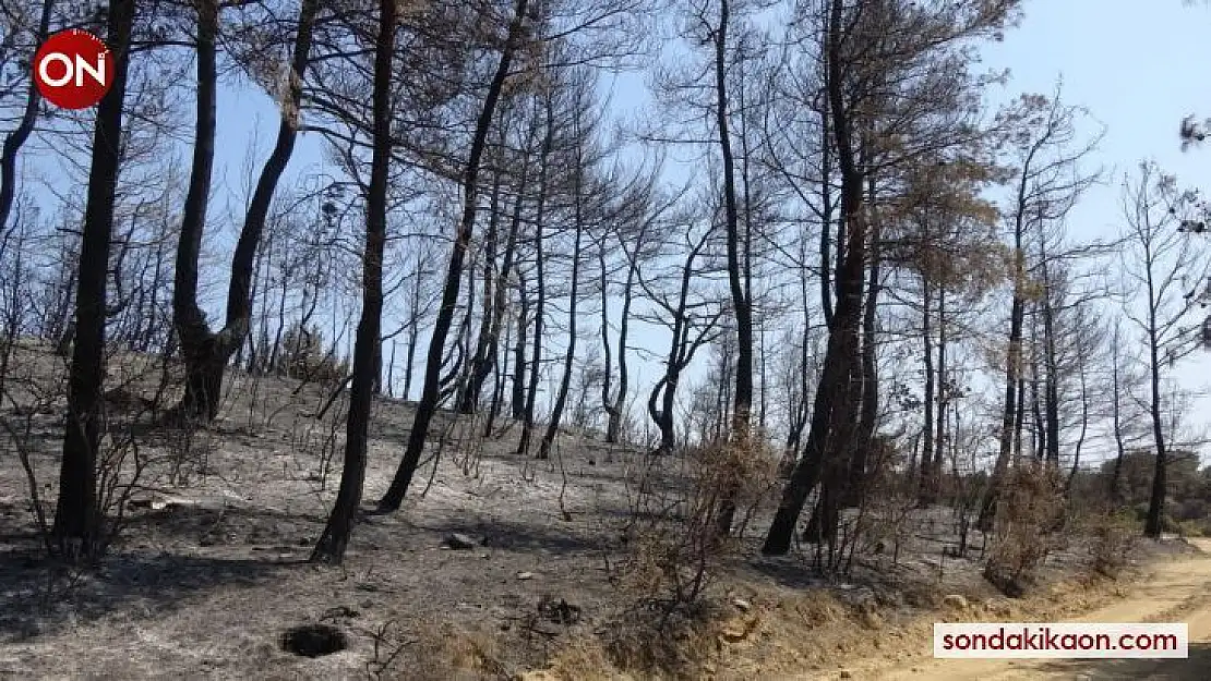 Çanakkale'de ormanlara girişler 1 ay süreyle yasaklandı