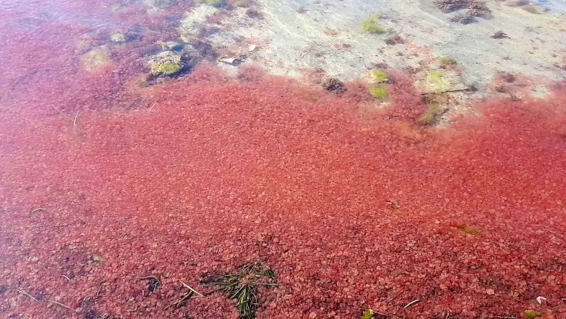 Çanakkale'de sahil kırmızıya boyandı