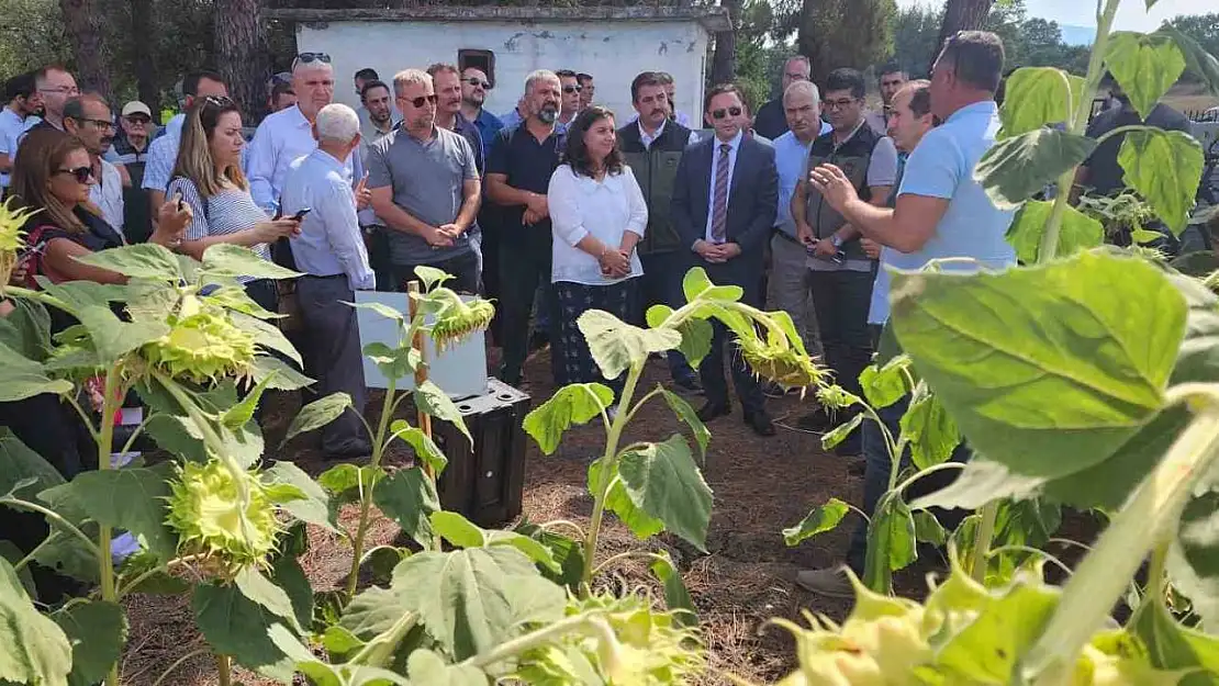 Çanakkale'de yerli ve milli ayçiçeği hasadı başladı