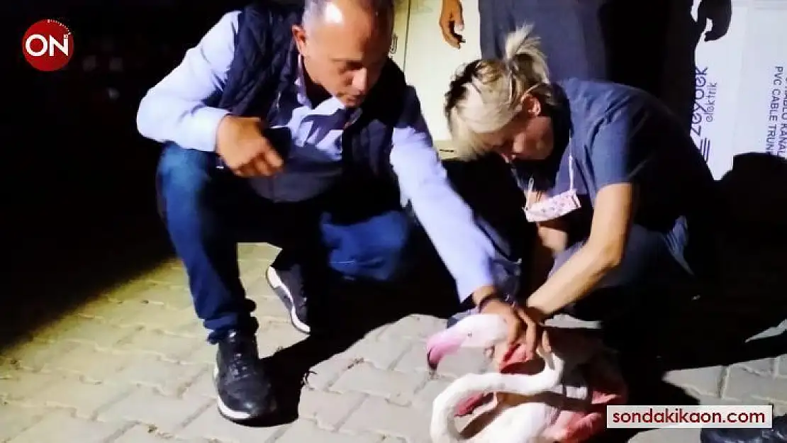 Çanakkale'de yorgun düşen flamingo tedavi altına alındı