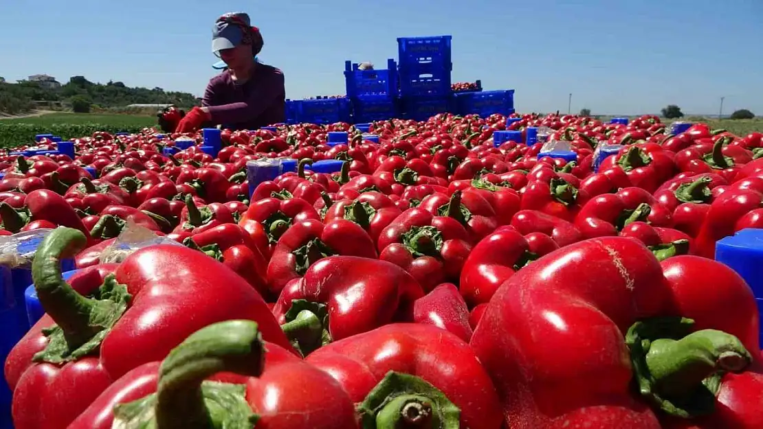 Çanakkale kapya biber üretiminde Türkiye'de birinci sırada