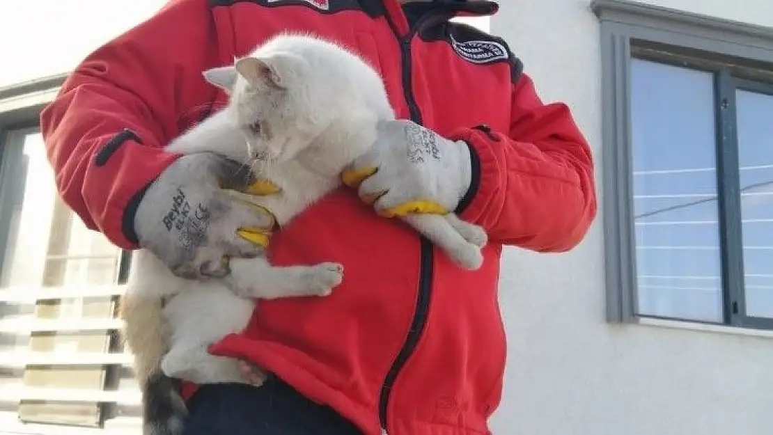 Çatıda mahsur kalan kediyi itfaiye kurtardı