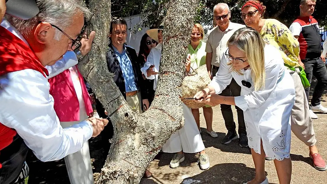 Çeşme'deki sakız ağaçlarında hasat hazırlıkları devam ediyor