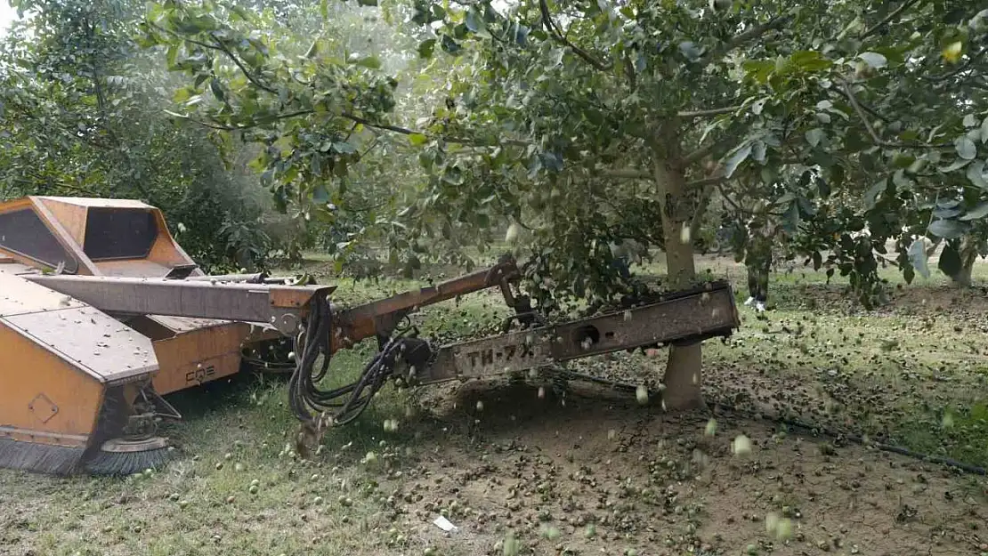 Ceviz hasadından 60 bin ton rekolte bekleniyor