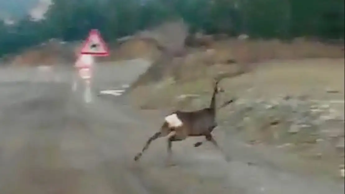 Ceylanların yolda yiyecek arayışı kameraya yansıdı