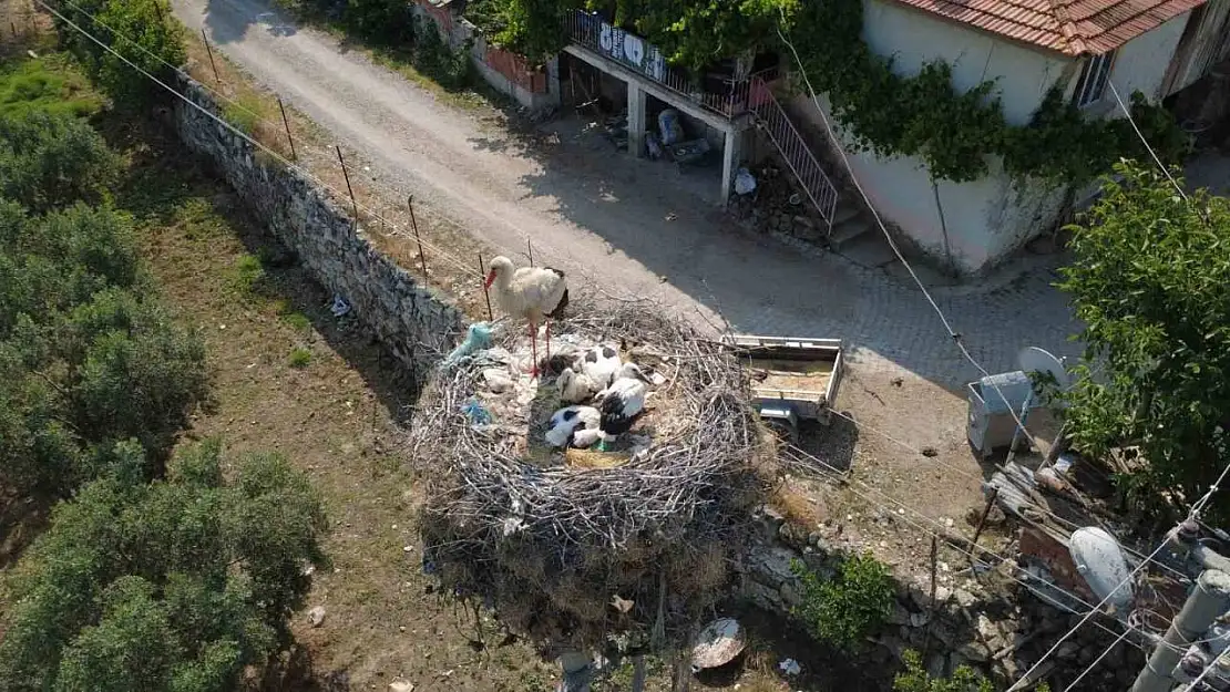 Çeyrek asırlık leylek yuvası mahallenin simgesi oldu