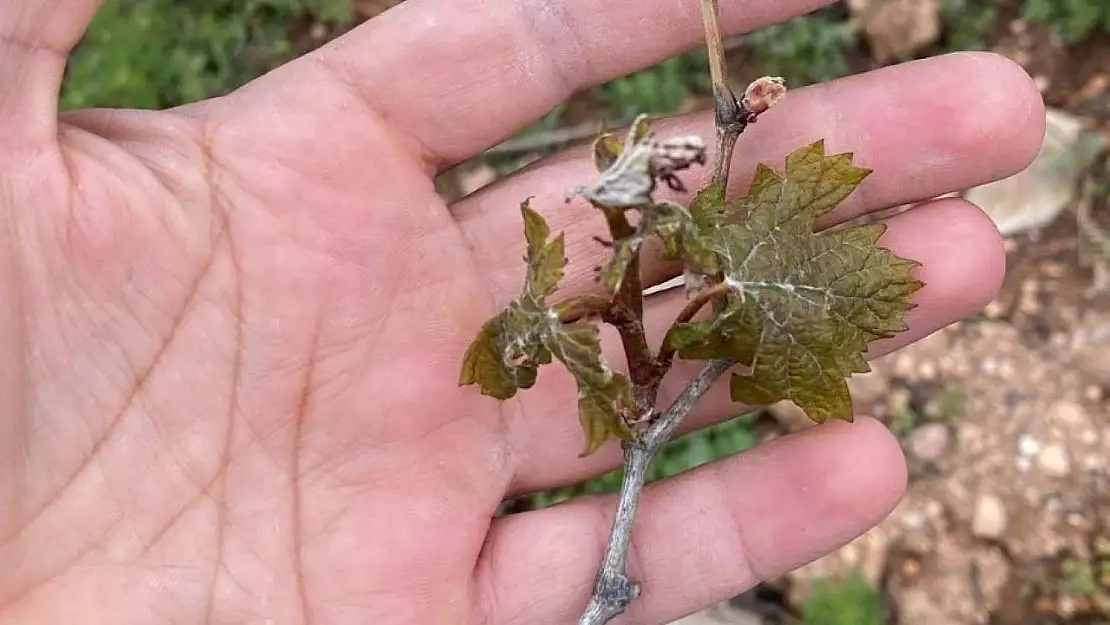 Çiftçilerin cabası yetmedi, don tarım arazilerine büyük zarar verdi