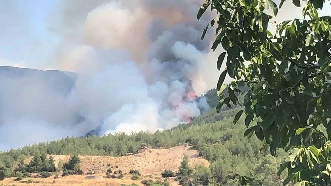 Çine'de orman yangını