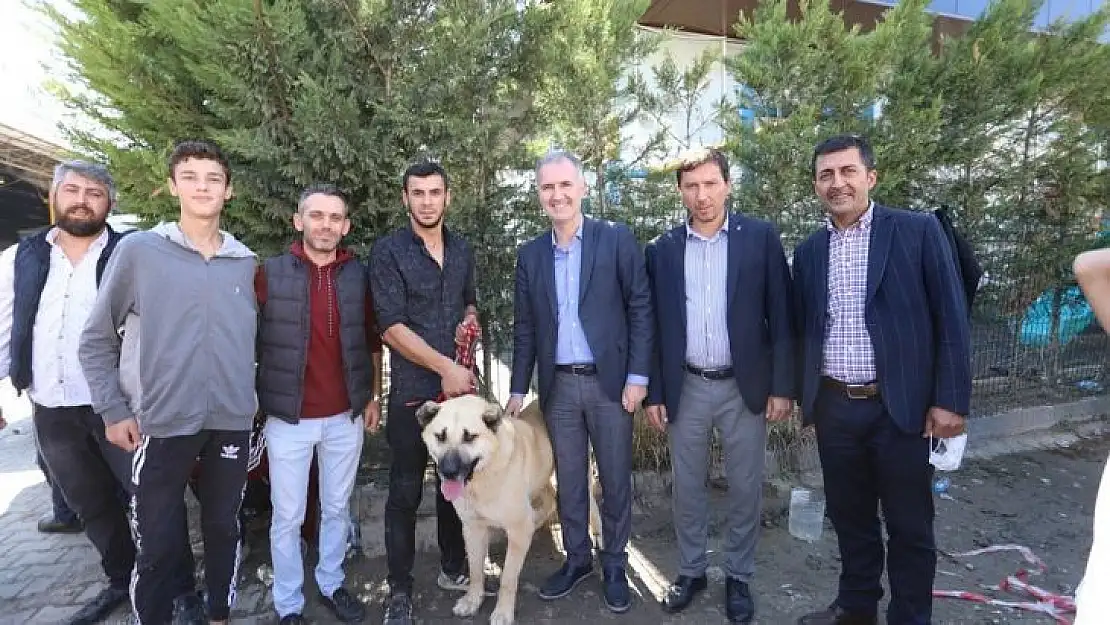 Çoban köpekleri İnegöl'de yarıştı