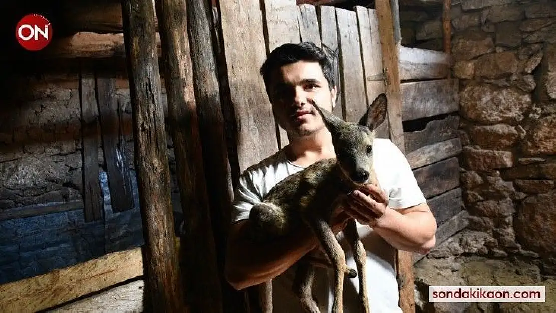 Dağda kaybolan karacaya keçi annelik yapıyor