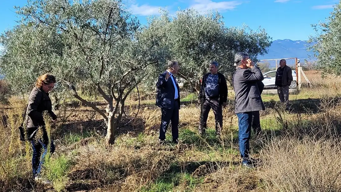 Dal kanseri artışı, zeytin üreticilerini endişelendirdi