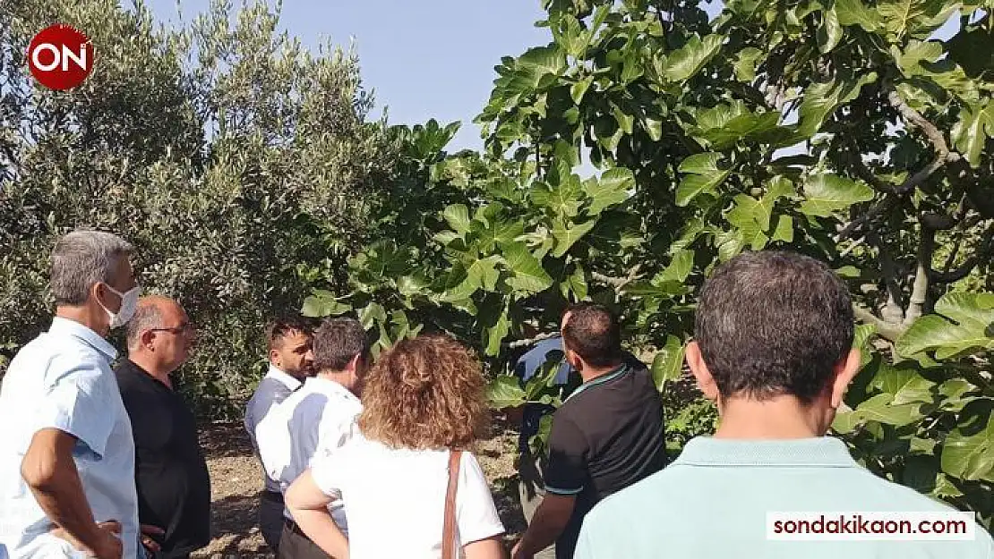 Dalında kuruyup dökülen kara incir için araştırma