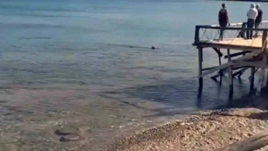 Datça'da kıyıya yakın bölgede iki köpek balığı görüldü