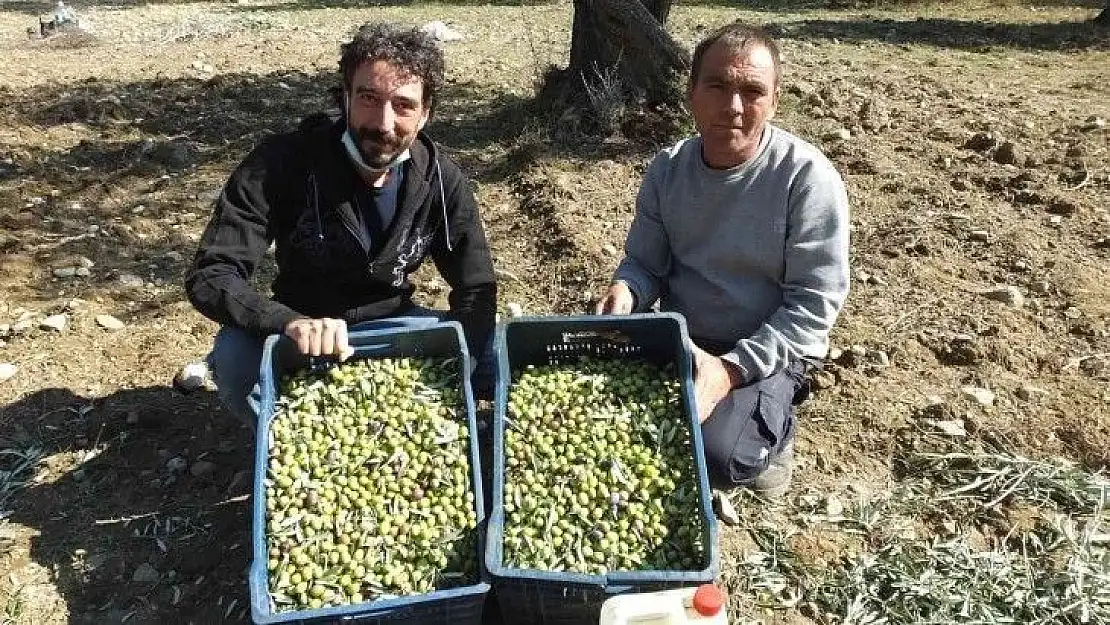 Değişik illerden gelip zeytin hasadına katıldılar