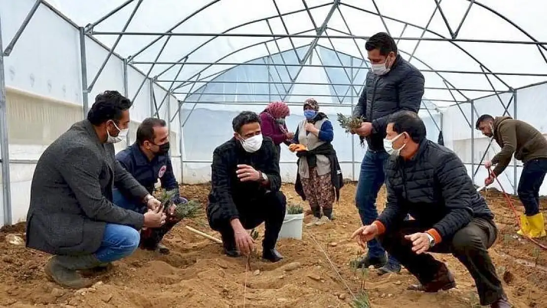 Demirci sera desteğiyle lavanta kokacak