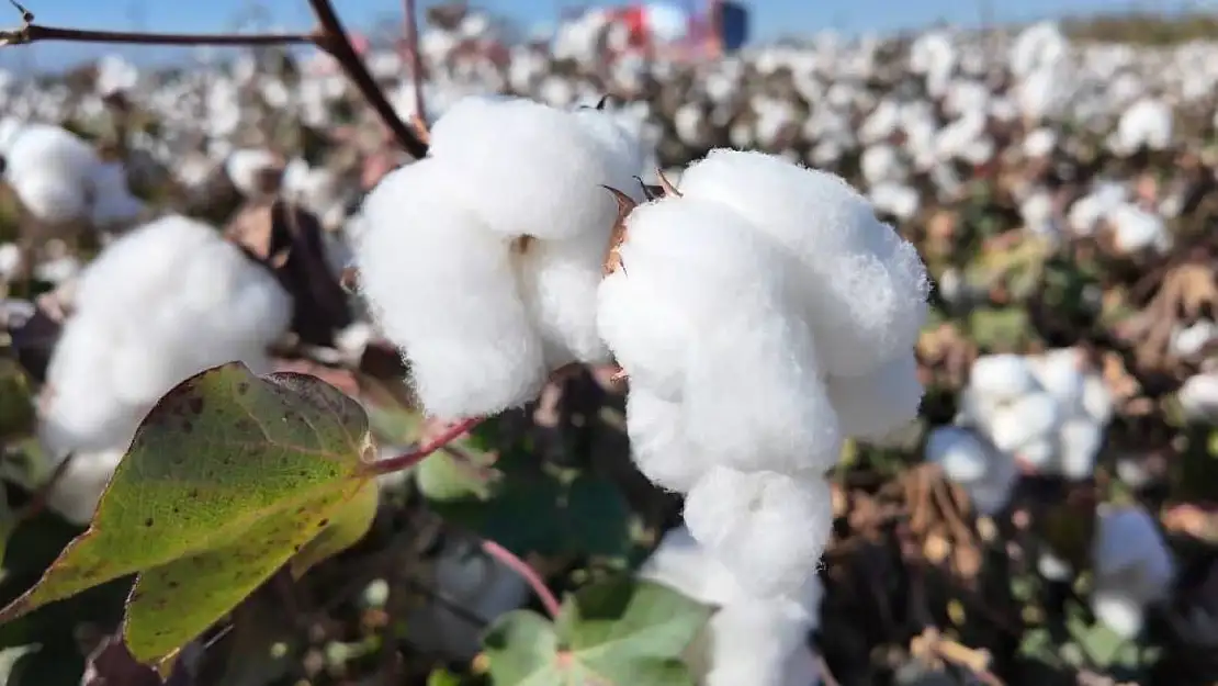 Denizli'de beyaz altın hasadı başladı