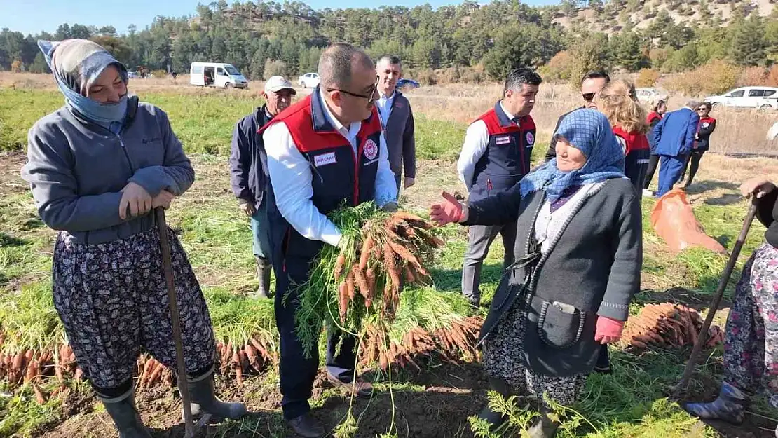 Denizli'de bu yıl 5 bin ton havuç hasat edilecek