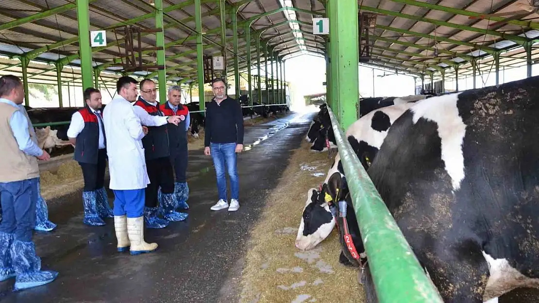 Denizli'de büyük baş hayvanlar için ilkbahar dönemi şap aşılama çalışması başladı