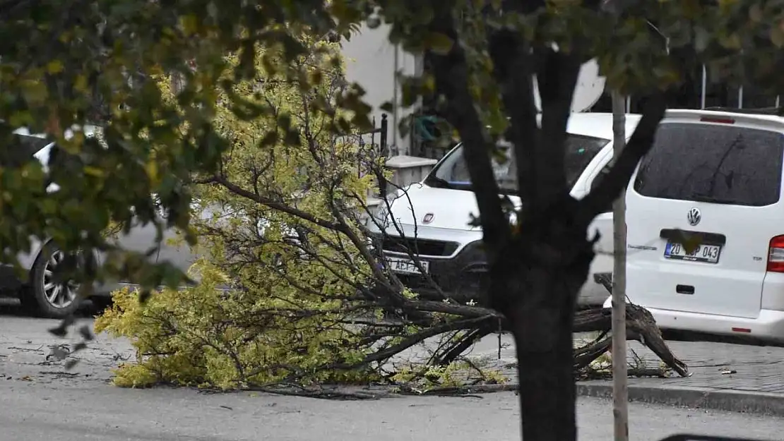 Denizli'de etkili olan fırtınada ağaçlar devrildi