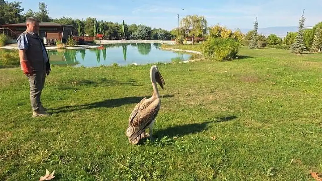 Denizli'de günde yaralı 40 kuşa yardım ediliyor