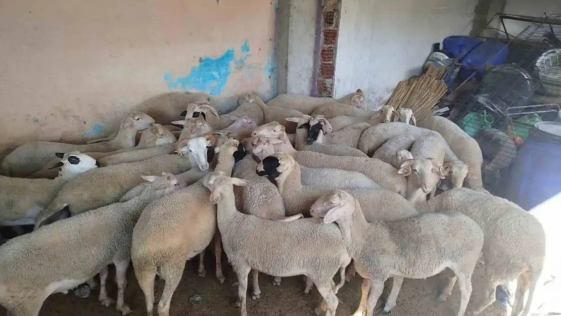 Denizli'de kaybolan koyunlar Kırkağaç'ta bulundu