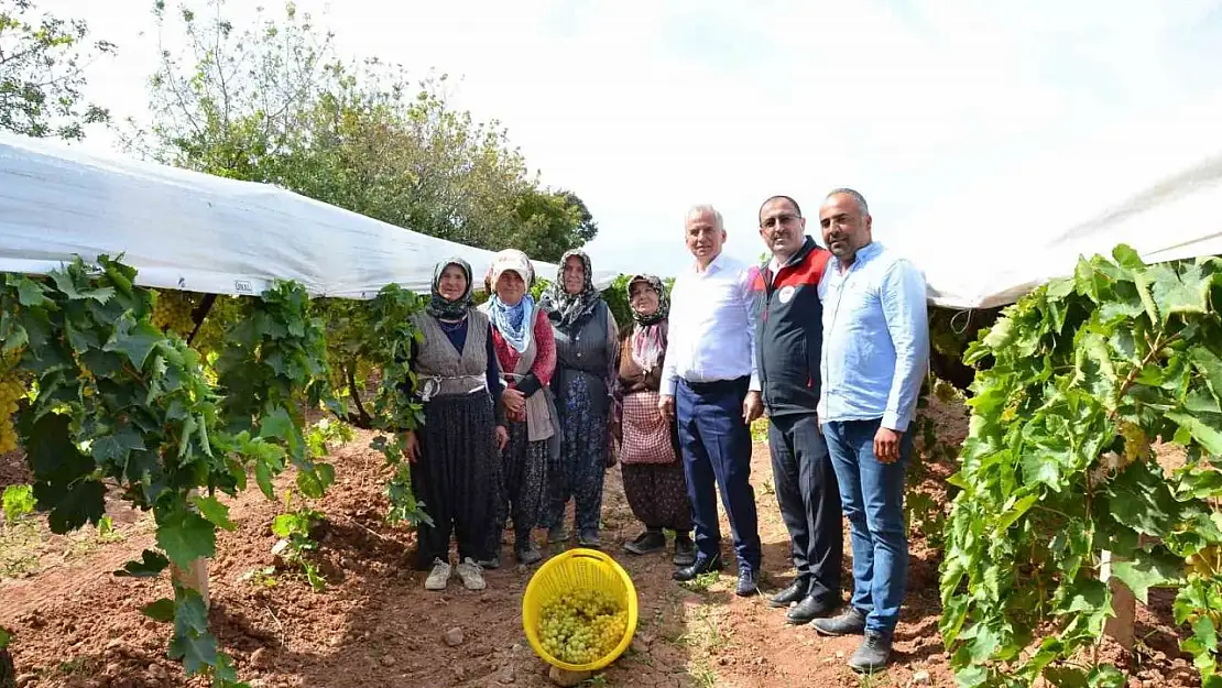 Denizli'de salkım güvesiyle biyolojik mücadele devam ediyor