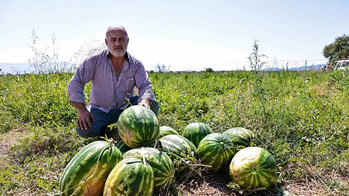 Denizli'de üreticinin elinde kalan karpuzları büyükşehir aldı